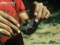 Jeden z najmniejszych nietoperzy świata. Fot. Maurice Tbbles/gettyimages.com, źródło: http://www.arkive.org/kittis-hog-nosed-bat/craseonycteris-thonglongyai/image-G25576.html, dostęp: 17.04.15
